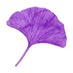 Hand drawn watercolor illustration of colorful ginkgo biloba leaves, isolated on white background. Violet, pink, purple.