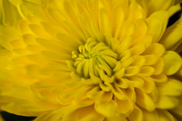 Center of Yellow Mum Flower, Close-Up