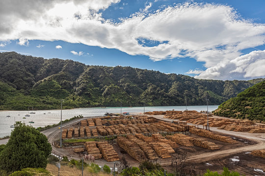 New Zealand, Marlborough Region, Logs stacked at Shakespeare Bay lumberyard