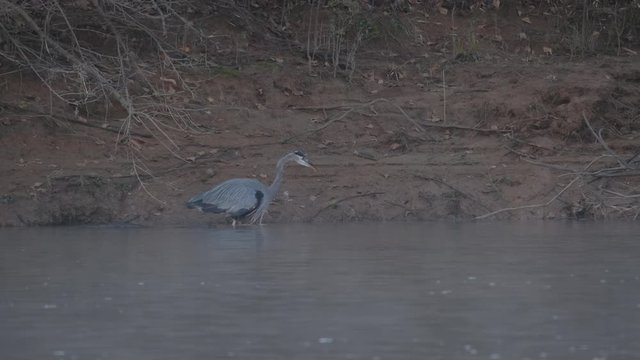 Great Blue Heron Hunts for Fish at the outfall river of the Jordan Lake Recreation Area Dam in North Carolina