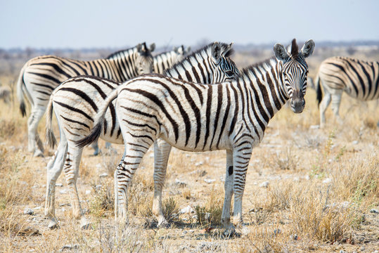 Namibia, Zebras In Etosha National Park