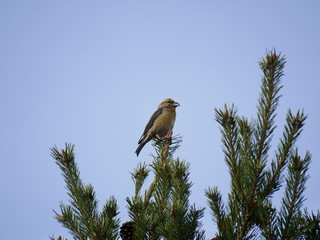 BIRDS