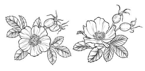 Wild rose flowers and berries, line art drawing. Outline vector illustration isolated on white background