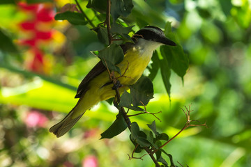 Bem Te Vi IMG_6961