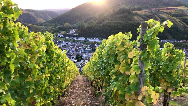 Weinbere in Dernau zum Sonnenaufgang