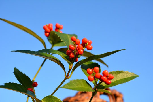 39 Best 編みかご Images Stock Photos Vectors Adobe Stock 39 Best 編みかご Images Stock Photos Vectors Adobe Stock