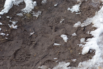 Dirt and melted snow outdoor in spring time
