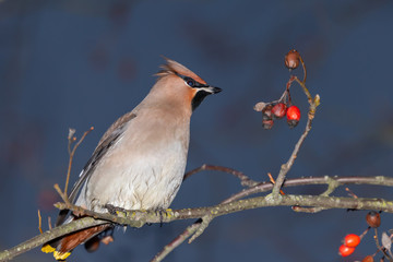Bohemian waxwing sitting on rowan branch.