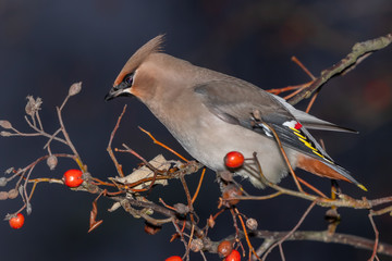 Bohemian waxwing eating rowan berries.