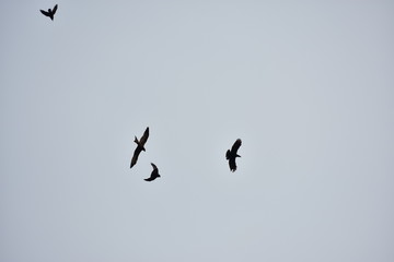 Dog fight of birds