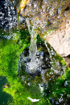 Botanical Garden, source and frog