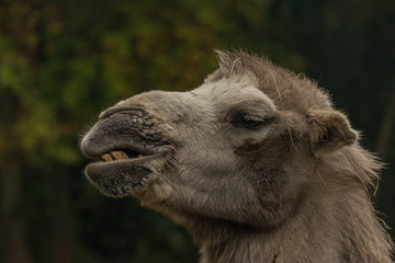 Brown female camel in autumn wet rainy day