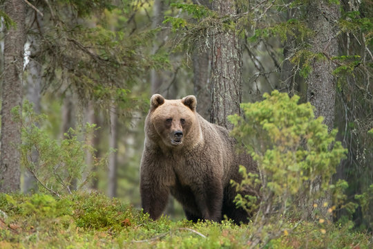Brown bear in autumnal forest, Kuhmo, Finland