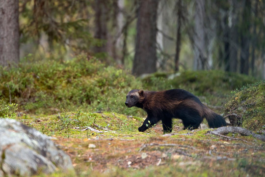 Wolverine in autumnal forest, Kuhmo, Finland