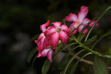 Red and white flowers bloom and the water from the rain is still attached with a few leaves and green stems