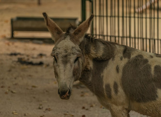 Fototapeta premium Brown hair donkey with wooden fence and long ears