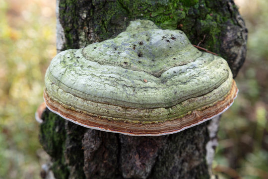 Germany, North Rhine-Westphalia, Tinder fungus (Fomes fomentarius) growing on tree trunk in Venner Moor