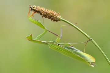 Europäische Gottesanbeterin Mantis religiosa