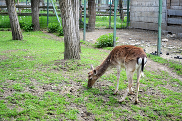 Roe deer