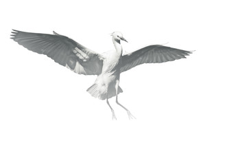 Flying bird. Black white photo. White background.