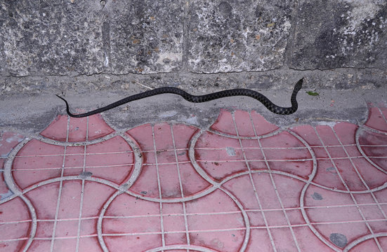 Blotched snake