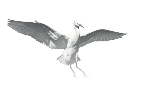 Flying bird. Black white photo. White background.