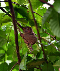 a tarsier sits in foliage on a tree in natural conditions