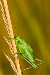 Grünes Heupferd Tettigonia viridissima