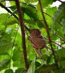 a tarsier sits in foliage on a tree in natural conditions