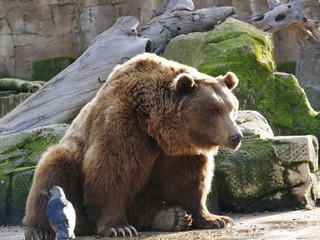 Mammals