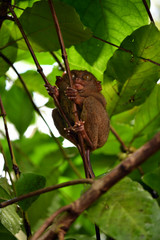 a tarsier sits in foliage on a tree in natural conditions