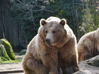 Mammals