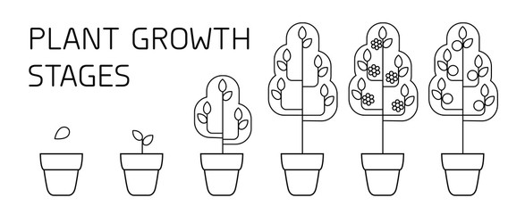 Tree growth stages infographics. Line art icons. Planting instruction template. Linear style illustration isolated on white. Planting fruits process.