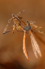 Wiesenschnake