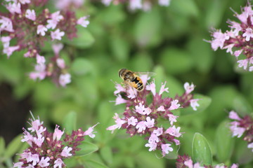 butterfly on flower