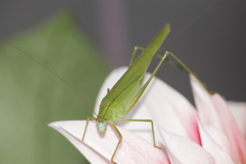 praying mantis on a green background