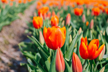 Magical Netherlands landscape with flower tulip field in Holland. Colorful dutch tulips flowering in fields and garden on spring Netherlands. Tourist attraction in Holland on springtime. Soft focus