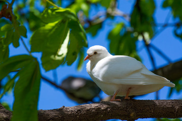 Bird 332