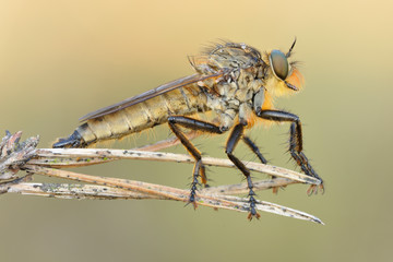 Barbarossafliege Eutolmus rufibaris
