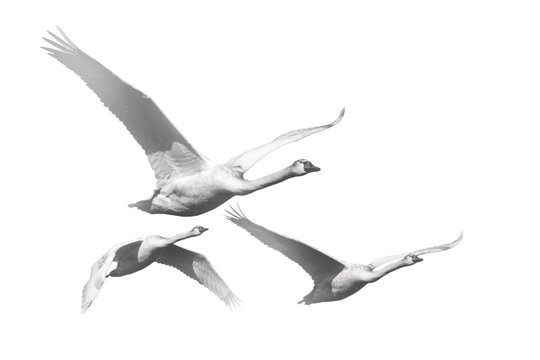 Flying swan. Black white photo. White background.