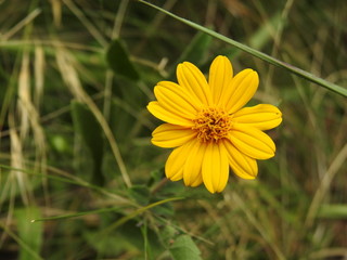 Flor do campo amarela