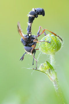 Dickkopffliege Physocephala rufipes