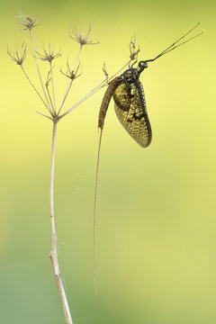 Eintagsfliege Bilder Durchsuchen 592 Archivfotos, und