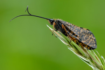 Köcherfliege Phryganea bipunctata
