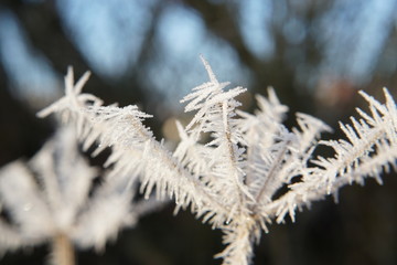 frost on branches