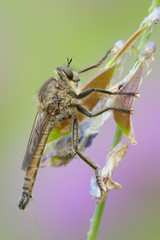 Raubfliege