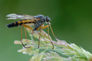 Schnepfenfliege Rhagio scolopaceus