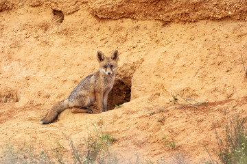 Red fox cub (Vulpes vulpes) sittingat the door of his burrow. Leon, Spain