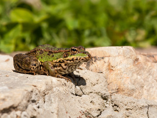 Common frog or green frog, Pelophylax perezi, sunbathing on top of a rock. Leon, Spain