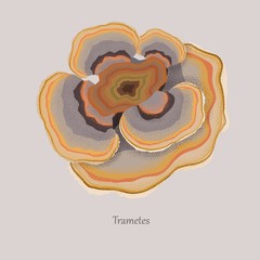 Trametes versicolor annual plant on a gray background. Trametes medical mushroom, medicinal plant.